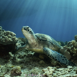 Turtle power! by Jeffrey Lim 